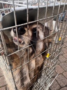 Animal Removal Greensburg